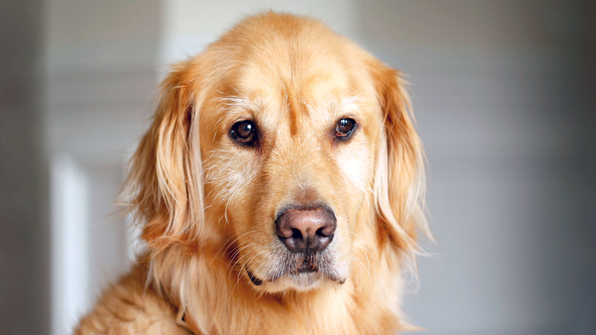 Former Flame, Now Top Fed: Dog Reels After Shock FBI Director Reveal