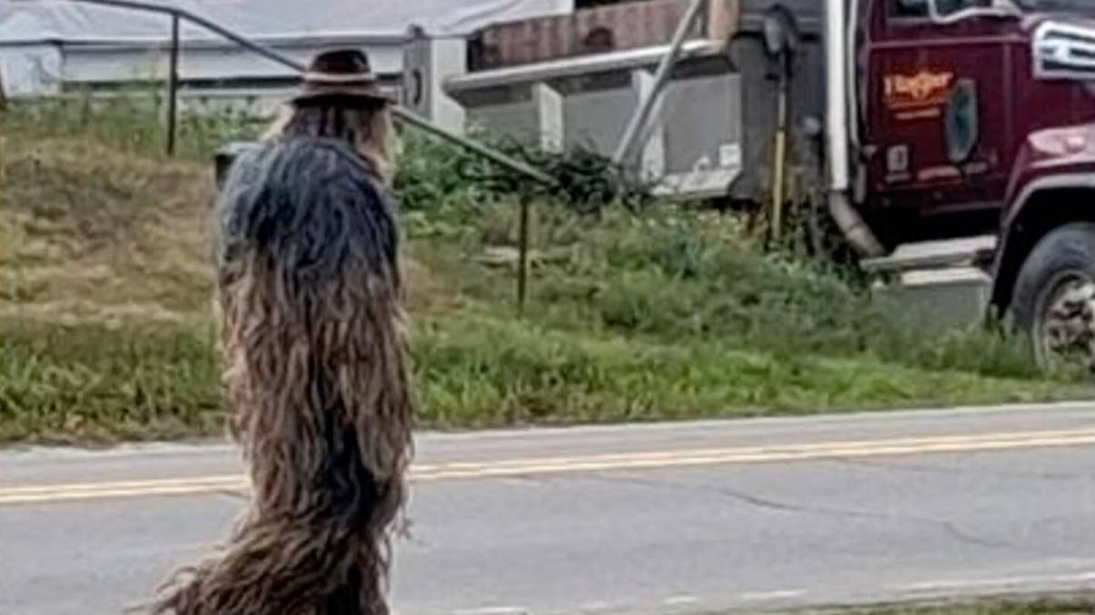 Maine Town Plunged into Mystery as Police Chase Elusive 'Bigfoot' Creature Sightings