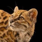 Mystery in the Bolivian Cloud Forests: Scientists Unveil a Stunning New Cat Species After a Century of Silence