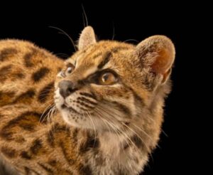 Mystery in the Bolivian Cloud Forests: Scientists Unveil a Stunning New Cat Species After a Century of Silence
