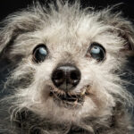 These 41 Heartwarming Photos Reveal the Untold Stories of Senior Dogs’ Unbreakable Bonds and Enduring Love