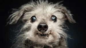 These 41 Heartwarming Photos Reveal the Untold Stories of Senior Dogs’ Unbreakable Bonds and Enduring Love