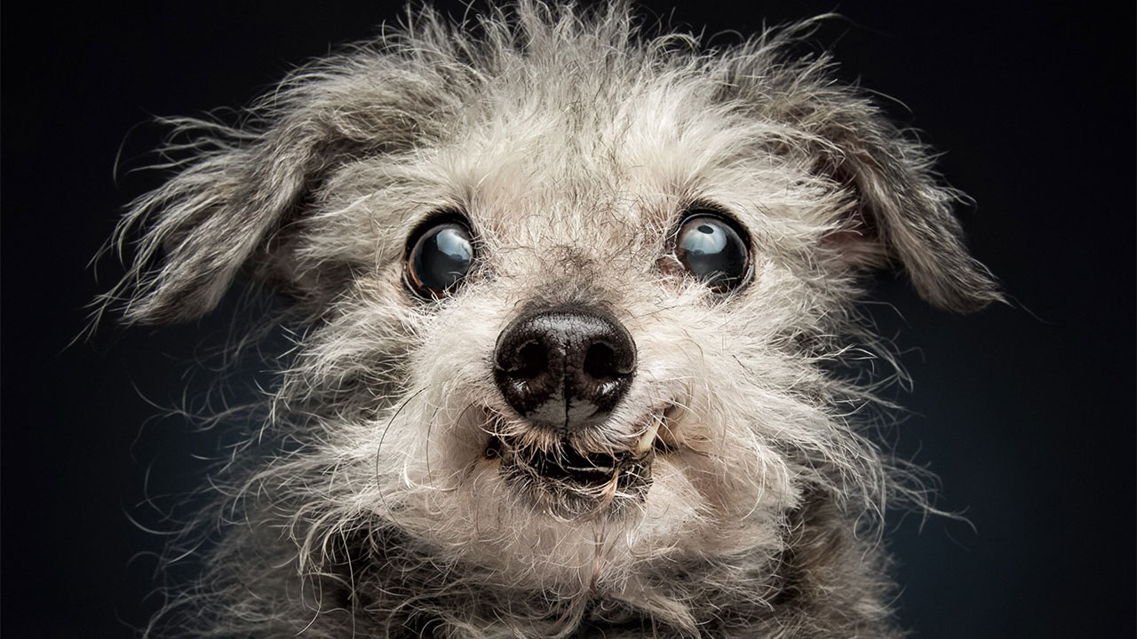 These 41 Heartwarming Photos Reveal the Untold Stories of Senior Dogs’ Unbreakable Bonds and Enduring Love