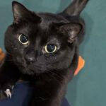 These 80 Cat Claw Photos Reveal the Secret Power Struggle You Never Saw Coming