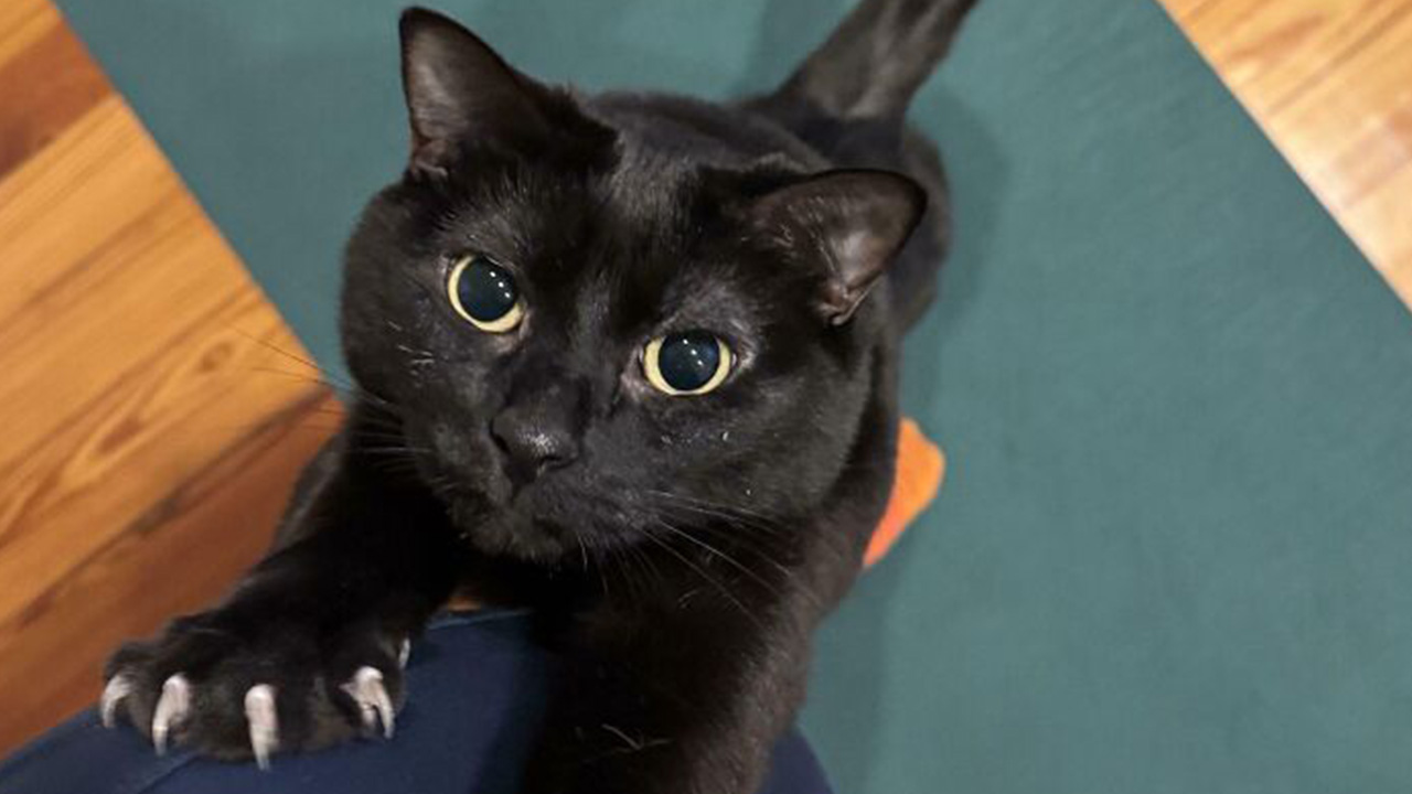 These 80 Cat Claw Photos Reveal the Secret Power Struggle You Never Saw Coming