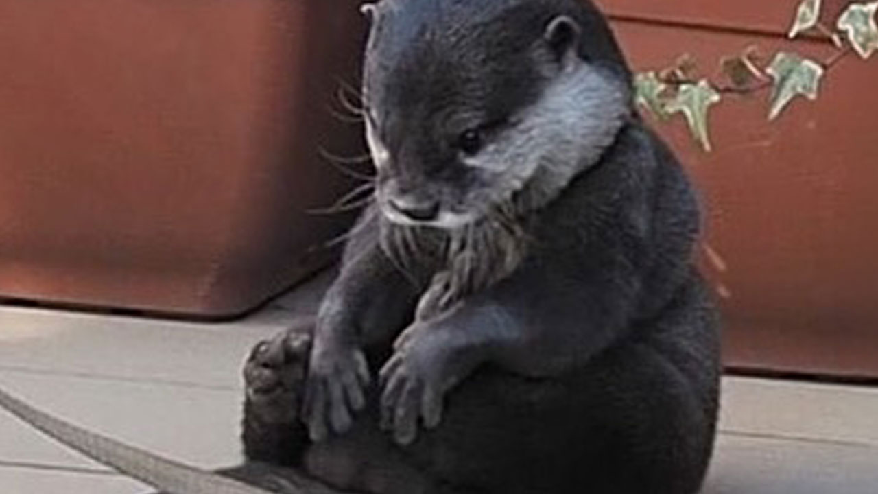 Unbelievably Hilarious Animal Memes That Will Instantly Brighten Your Day—Number 87 Is Pure Gold!