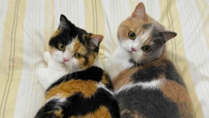 Unleash Endless Laughter: 70 Hilarious Cat Memes That Will Brighten Even Your Dreariest Days!