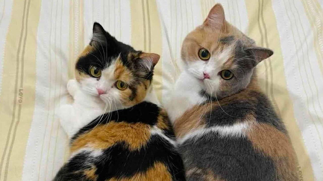 Unleash Endless Laughter: 70 Hilarious Cat Memes That Will Brighten Even Your Dreariest Days!