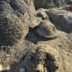 Unveiling the Giant’s Path: North Dakota Yields First-Ever Full-Grown T. Rex Footprints