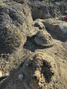 Unveiling the Giant’s Path: North Dakota Yields First-Ever Full-Grown T. Rex Footprints