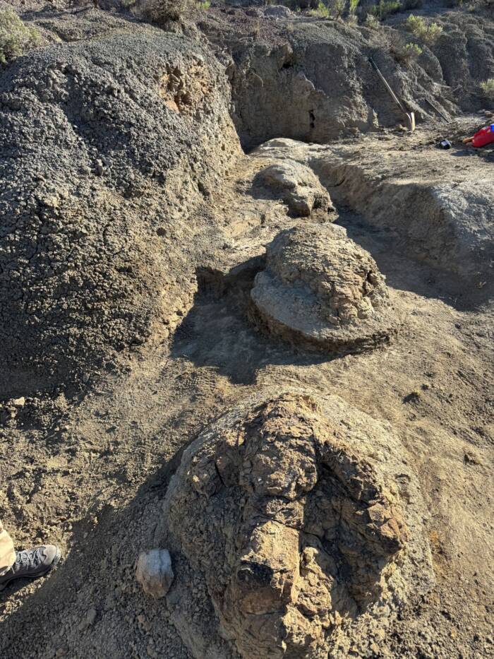 Unveiling the Giant’s Path: North Dakota Yields First-Ever Full-Grown T. Rex Footprints