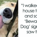 31 Hilarious Dog Memes That Perfectly Capture Why We Can't Get Enough of Them