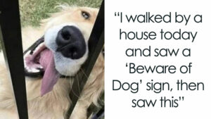 31 Hilarious Dog Memes That Perfectly Capture Why We Can't Get Enough of Them