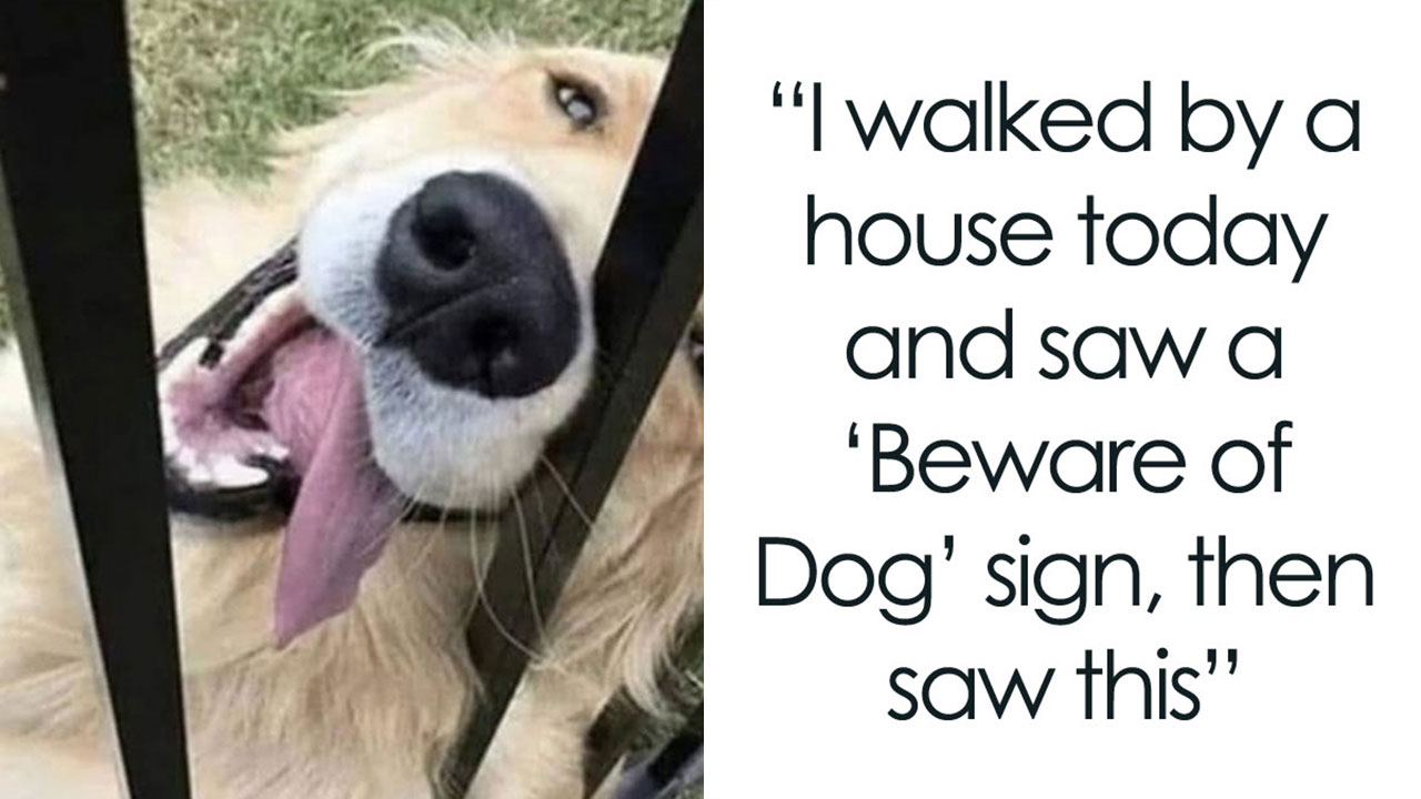 31 Hilarious Dog Memes That Perfectly Capture Why We Can't Get Enough of Them