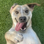 From Fear to Fame: The Rescue Dog’s Unbelievable Transformation That’s Captivating the Internet