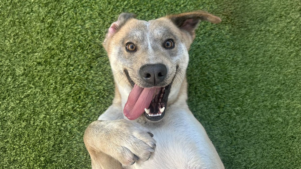 From Fear to Fame: The Rescue Dog’s Unbelievable Transformation That’s Captivating the Internet