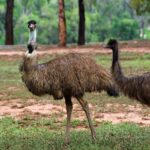 Mysterious Hiker Death Unreported As Officials Scramble To Find Missing Emu Term