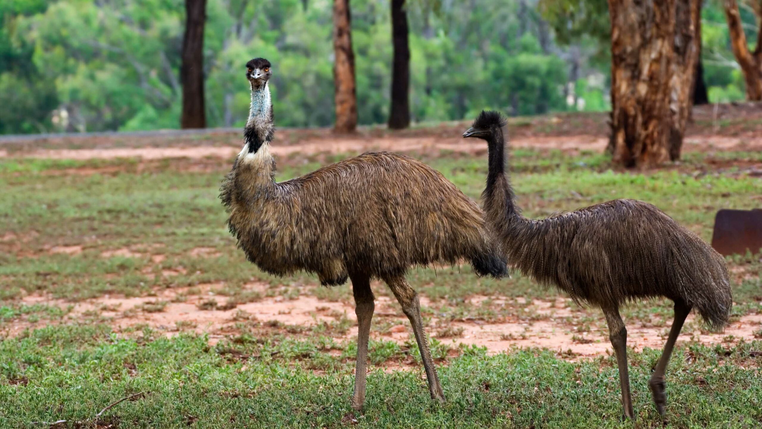 Mysterious Hiker Death Unreported As Officials Scramble To Find Missing Emu Term