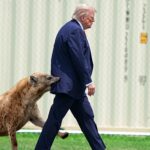 Mysterious White House Silence After Bizarre Hyena Attack on Trump Sparks Frenzy