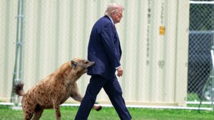 Mysterious White House Silence After Bizarre Hyena Attack on Trump Sparks Frenzy