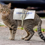 Mystery Deepens as Election Ballots Linked to Stray Cat Threaten to Upend Results