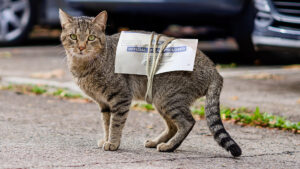 Mystery Deepens as Election Ballots Linked to Stray Cat Threaten to Upend Results