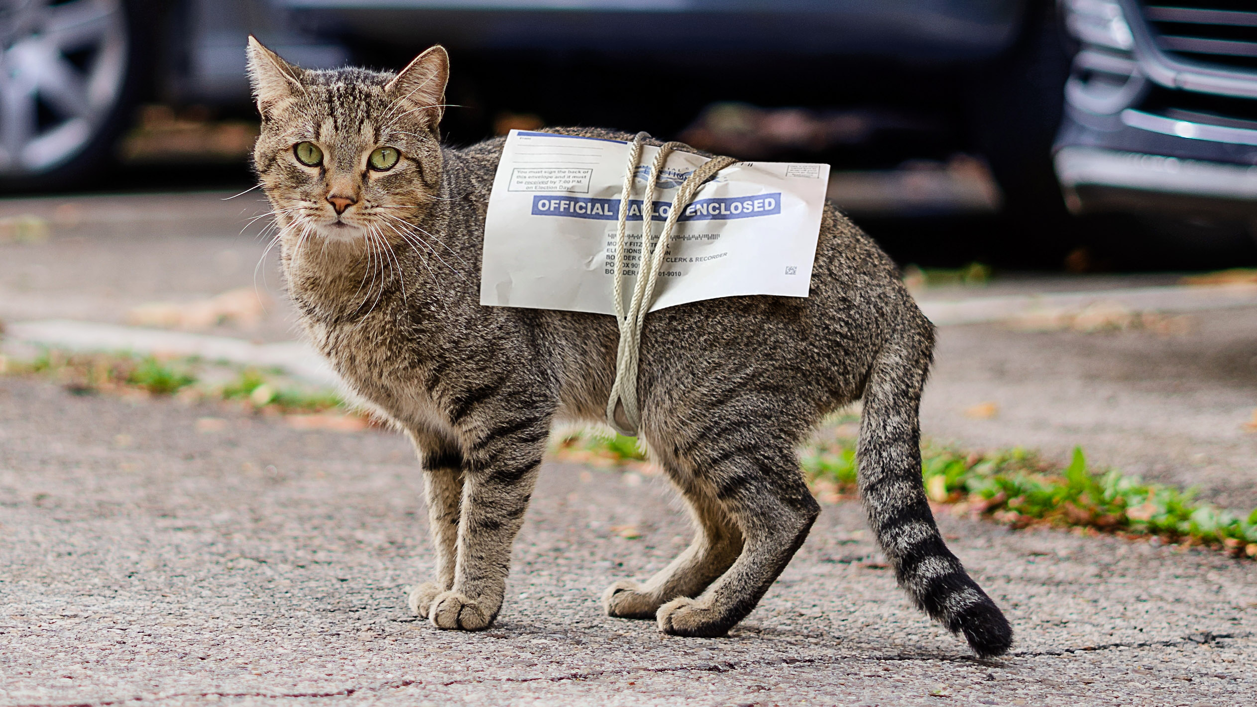 Mystery Deepens as Election Ballots Linked to Stray Cat Threaten to Upend Results