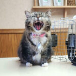 These 80 Cats’ Meows Are So Dramatic, You Won’t Believe What They’re Demanding!