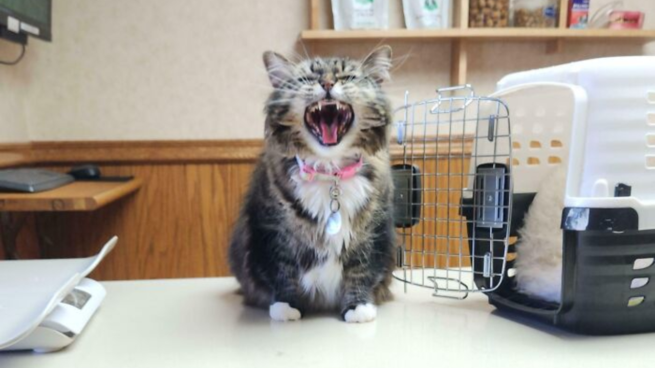 These 80 Cats’ Meows Are So Dramatic, You Won’t Believe What They’re Demanding!