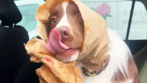 Unbelievable Dog Confessions Caught on Camera Will Leave You Laughing Out Loud!