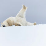 Unseen Moments: 76 Stunning Wildlife Photos That Captivated the NPOTY People's Choice Over the Years