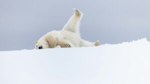 Unseen Moments: 76 Stunning Wildlife Photos That Captivated the NPOTY People's Choice Over the Years