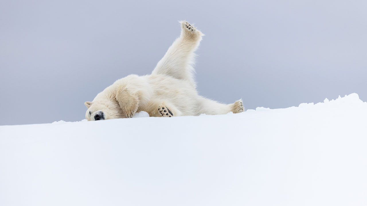 Unseen Moments: 76 Stunning Wildlife Photos That Captivated the NPOTY People's Choice Over the Years
