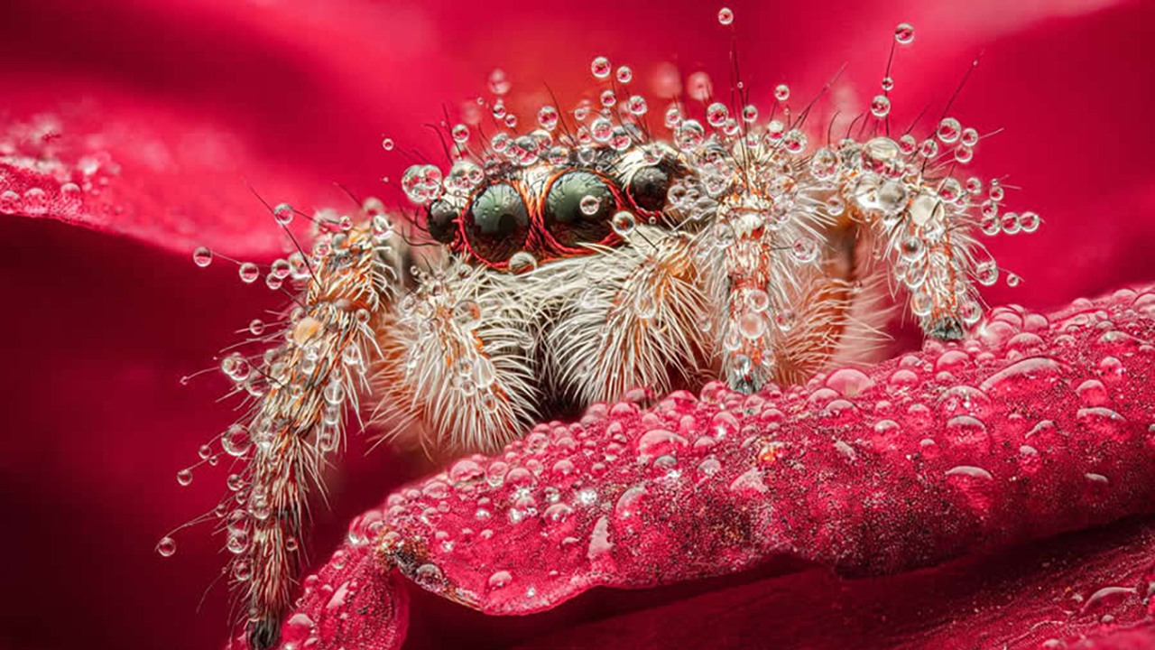Unveil Nature’s Hidden World: 23 Breathtaking Macro Photos That Will Transform How You See Dragonflies, Ladybugs, and Dew-Kissed Flowers