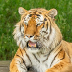 What Happened to the Tiger That Attacked a Man Inside Its Enclosure Will Shock You