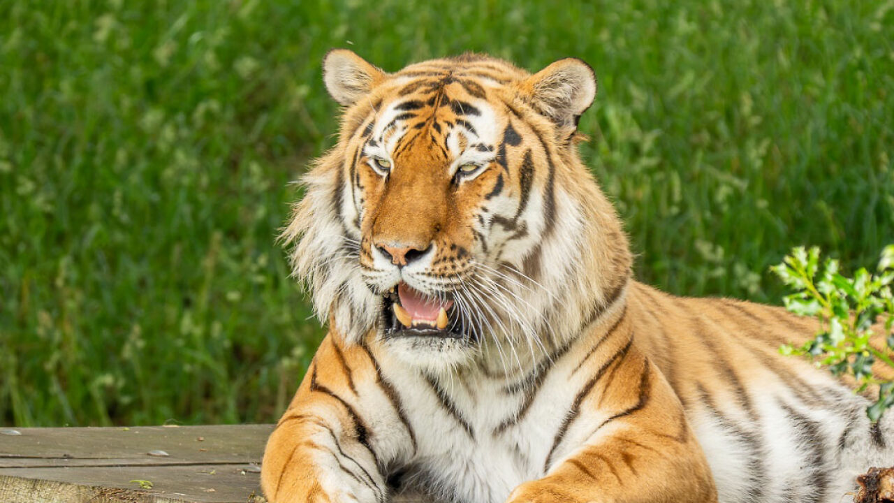 What Happened to the Tiger That Attacked a Man Inside Its Enclosure Will Shock You