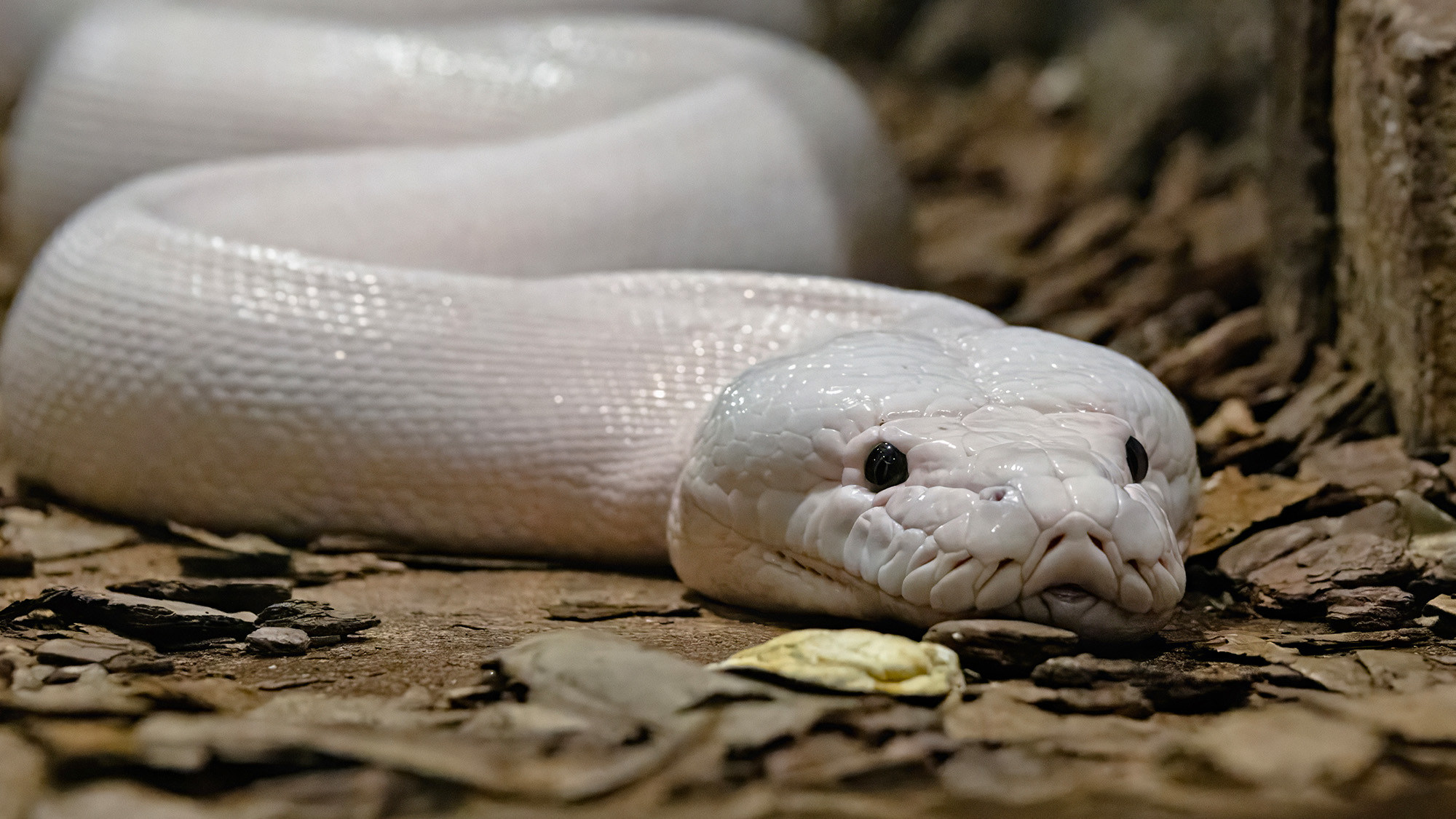 Why Are NBA Rookies Being Warned About Expensive Exotic Pets?