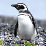 Why Did the Audubon Society Banish Penguins? The Surprising Story Behind Their Excommunication