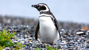 Why Did the Audubon Society Banish Penguins? The Surprising Story Behind Their Excommunication