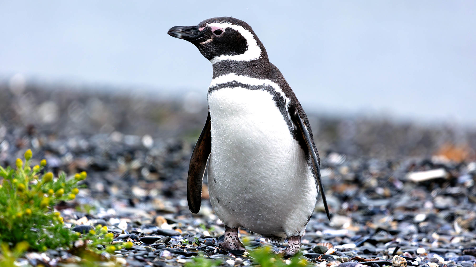 Why Did the Audubon Society Banish Penguins? The Surprising Story Behind Their Excommunication
