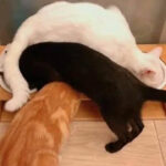 You Won't Believe How These 57 Cat Posts Redefine "Enough Cats" Forever