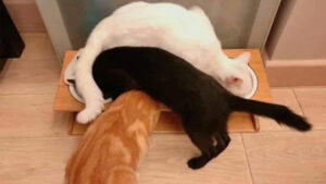 You Won't Believe How These 57 Cat Posts Redefine "Enough Cats" Forever