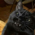 You Won't Believe What These Hilarious Black Cats Are Up to This Halloween—Prepare to Be Charmed!
