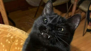 You Won't Believe What These Hilarious Black Cats Are Up to This Halloween—Prepare to Be Charmed!