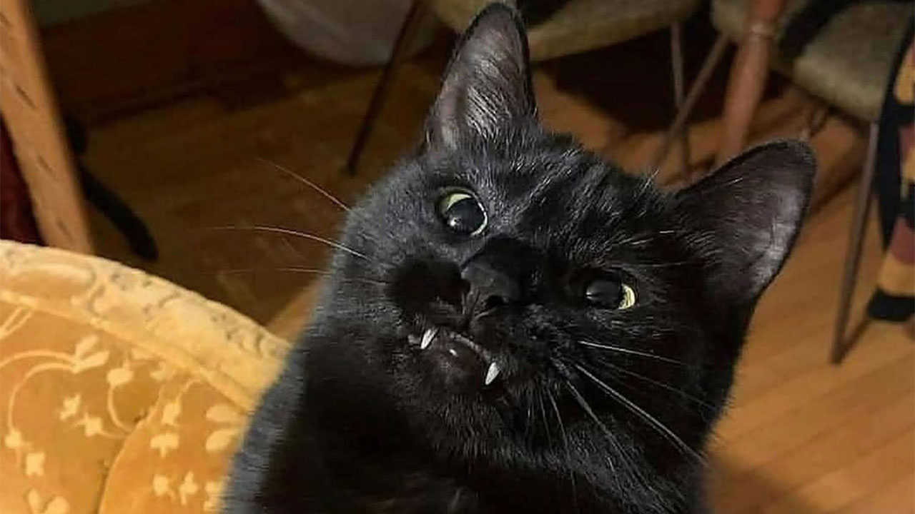 You Won't Believe What These Hilarious Black Cats Are Up to This Halloween—Prepare to Be Charmed!